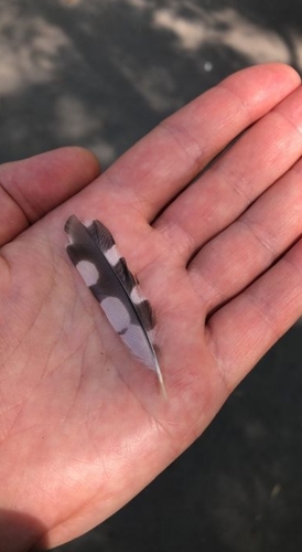 Plume de Pic épeichette