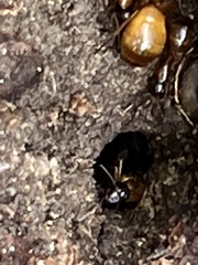Camponotus sansabeanus