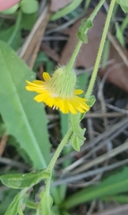 Pulicaria paludosa