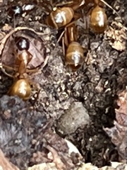 Camponotus sansabeanus