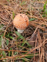 Amanita