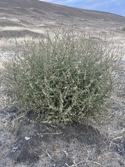 Salsola australis