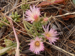 Mesembryanthemum canaliculatum