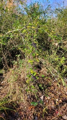 Forestiera ligustrina