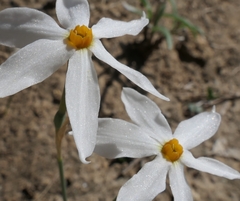 Narcissus deficiens