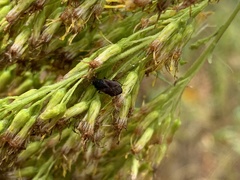 Stygnocoris