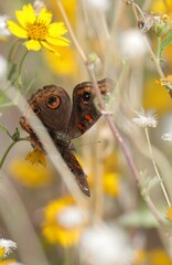 Junonia nigrosuffusa