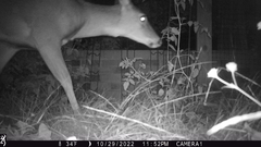 Odocoileus virginianus