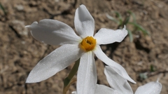 Narcissus deficiens