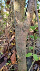 Forestiera ligustrina