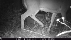 Odocoileus virginianus