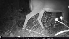 Odocoileus virginianus