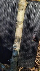 Forestiera ligustrina