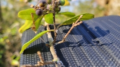 Forestiera ligustrina