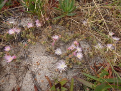 Mesembryanthemum canaliculatum