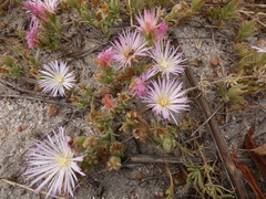 Mesembryanthemum canaliculatum