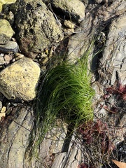 Phyllospadix torreyi