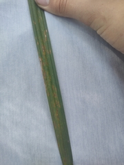 Haplopteris elongata