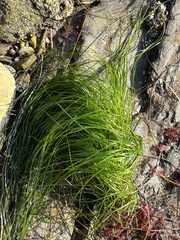 Phyllospadix torreyi