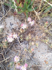 Mesembryanthemum canaliculatum