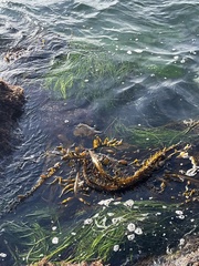 Phyllospadix torreyi