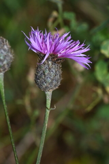 Centaurea scabiosa