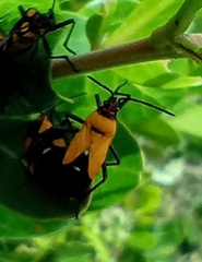 Oncopeltus famelicus