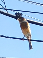 Serinus