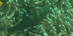 Chlorurus bleekeri