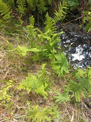 Thelypteris confluens