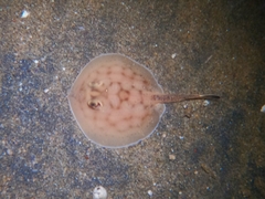 Urobatis concentricus