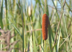 Typha domingensis
