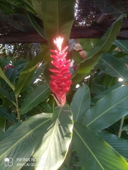 Alpinia purpurata