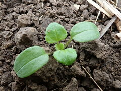 Veronica hederifolia