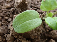 Veronica hederifolia