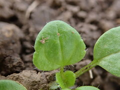 Veronica hederifolia