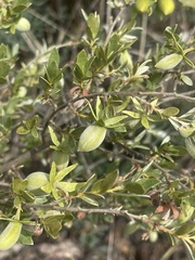 Diospyros lycioides nitens