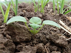 Veronica hederifolia