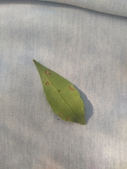 Forestiera acuminata