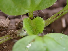 Veronica hederifolia