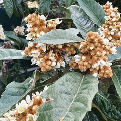 Vespa velutina nigrithorax