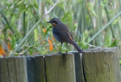 Cossypha caffra caffra