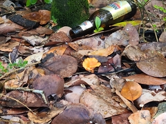 Cantharellus coccolobae