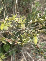 Diospyros lycioides nitens