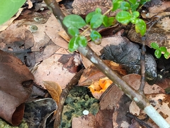 Cantharellus coccolobae