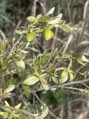 Diospyros lycioides nitens