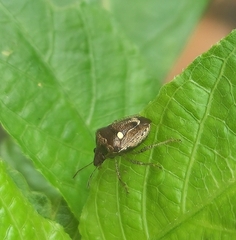 Eysarcoris guttigerus