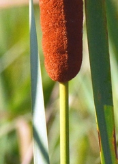 Typha domingensis