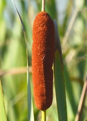 Typha domingensis