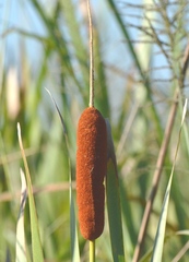 Typha domingensis